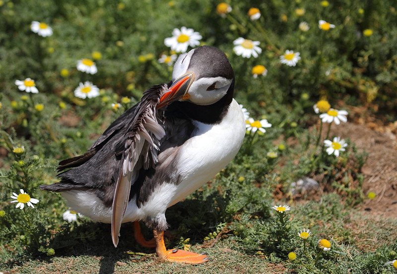 Puffin preening