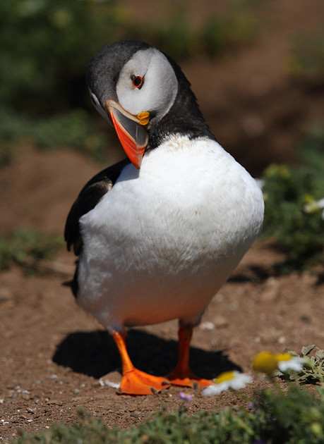 Puffin preening