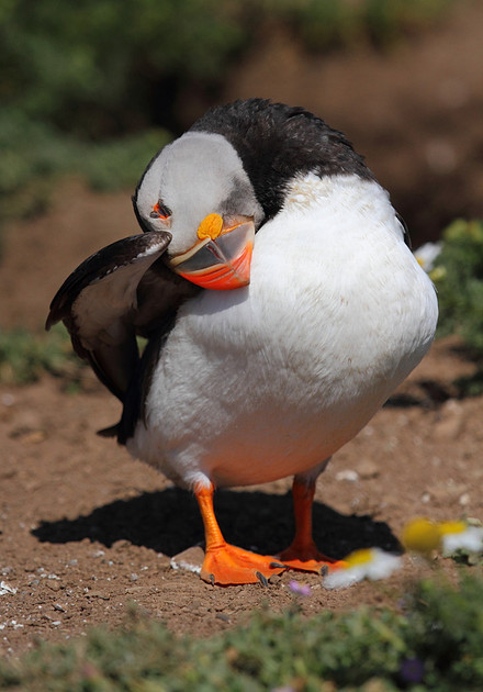 Puffin preening