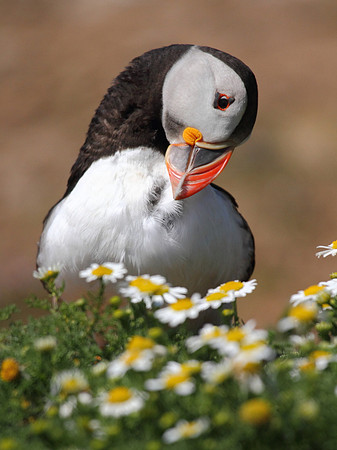 Puffin Preening