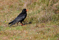 Chough