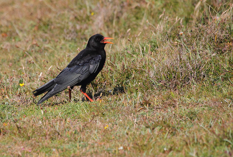 Chough