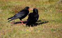 Chough with Juvenile