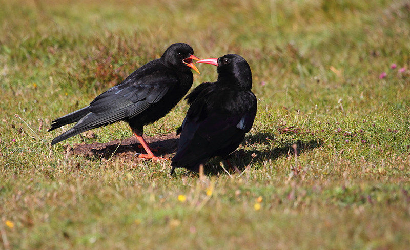 Chough with Juvenile