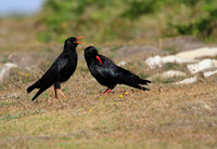 Chough with Juvenile