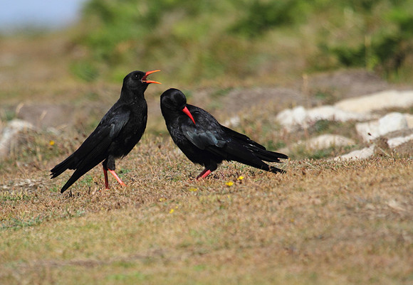 Chough with Juvenile