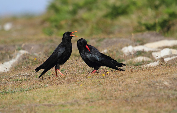 Chough with Juvenile