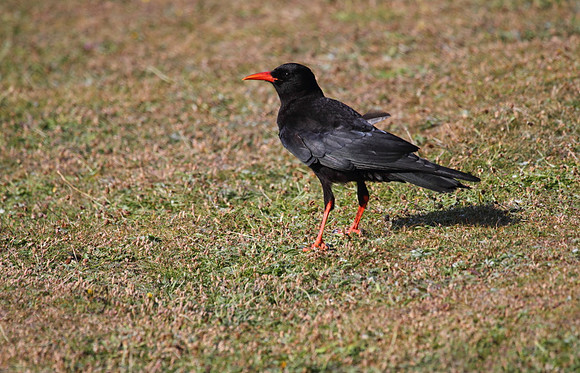 Chough