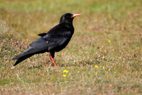 Chough