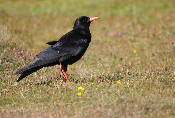 Chough