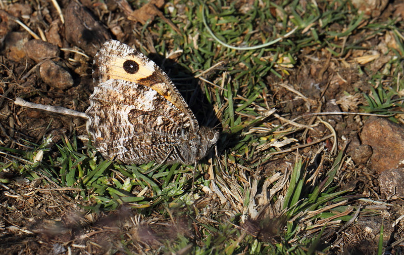 Grayling