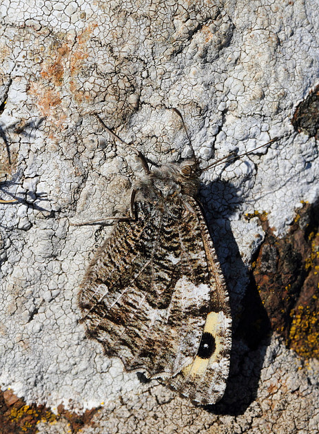 Grayling