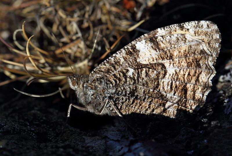 Grayling