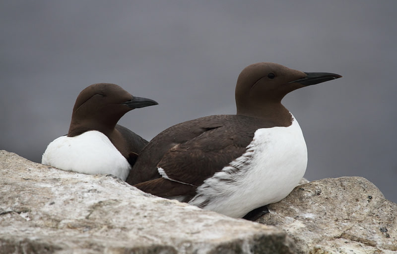 Guillemots