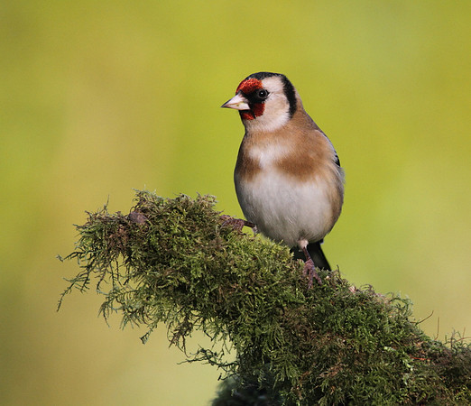 Goldfinch