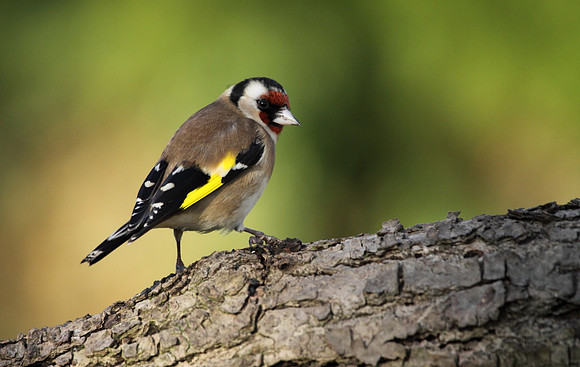 Goldfinch