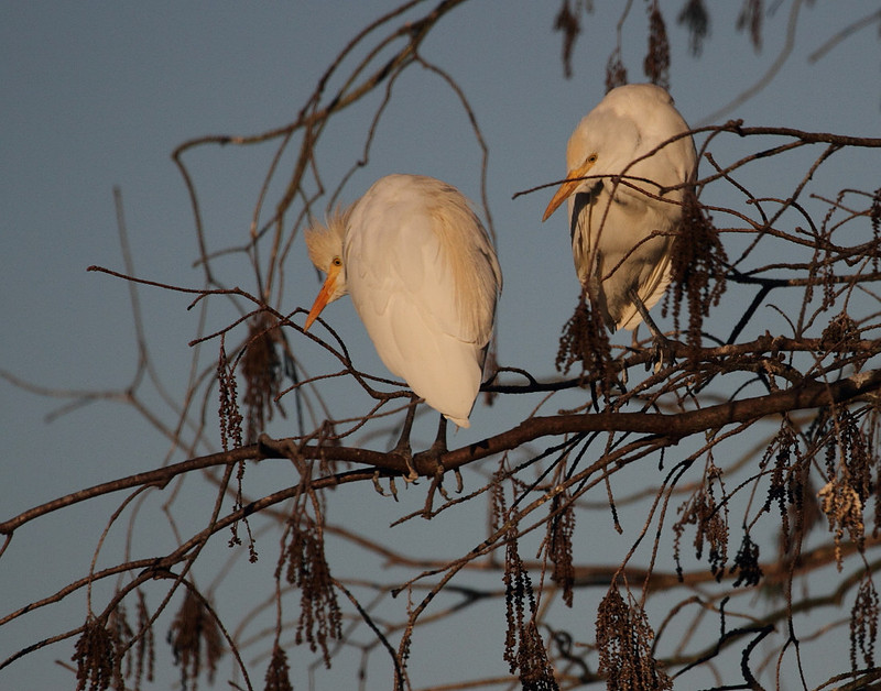 Cattle Egrets