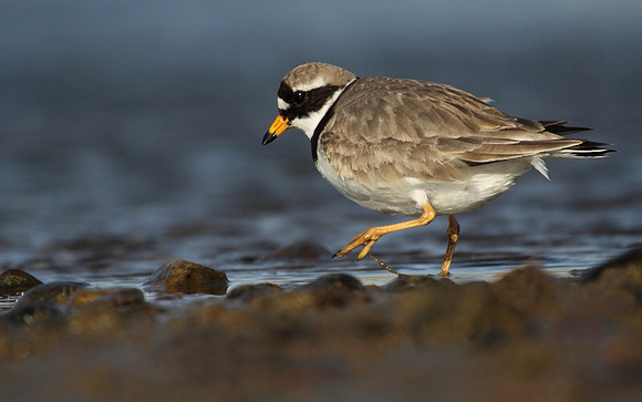 Ringed Plover