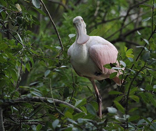 Roseate Spoonbill