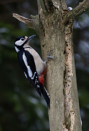 Great Spotted Woodpecker #2a