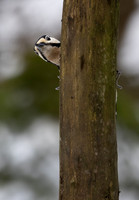 Great Spotted Woodpecker #1