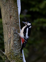 Great Spotted Woodpecker #3