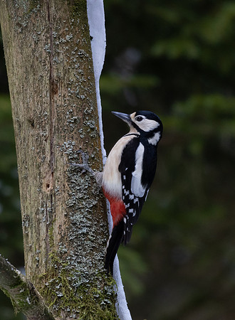 Great Spotted Woodpecker #3