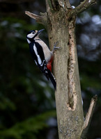 Great Spotted Woodpecker #2