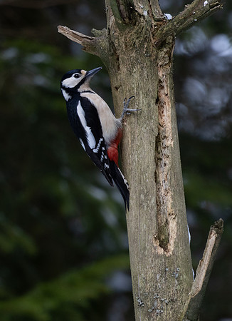 Great Spotted Woodpecker #2