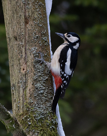 Great Spotted Woodpecker #3a