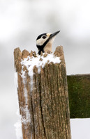 Great Spotted Woodpecker #4