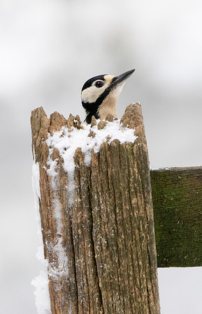 Great Spotted Woodpecker #4