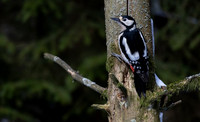 Great Spotted Woodpecker #5a
