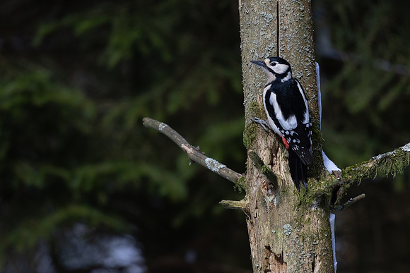 Great Spotted Woodpecker #5