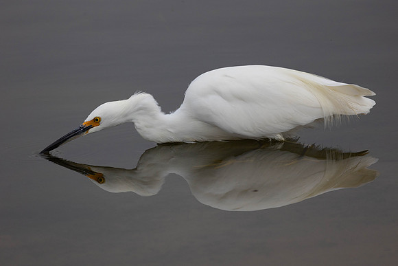 Snowy Egret #2