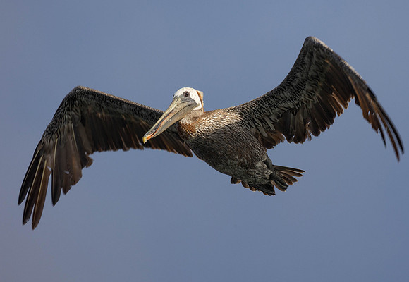 Brown Pelican in Flight #1