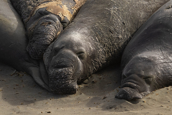Elephant Seals #2
