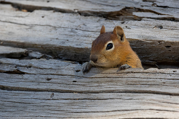 Golden Mantled Ground Squirrel #5a