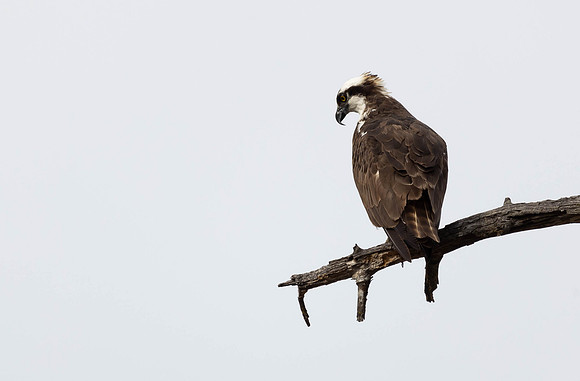 Osprey #3a