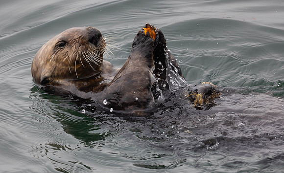 Sea Otter #3a