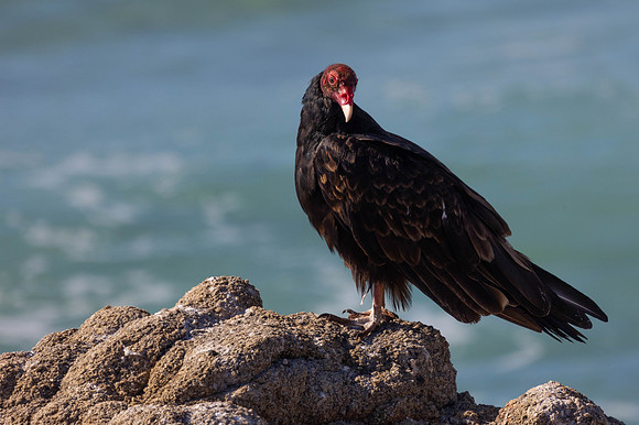 Turkey Vulture #1