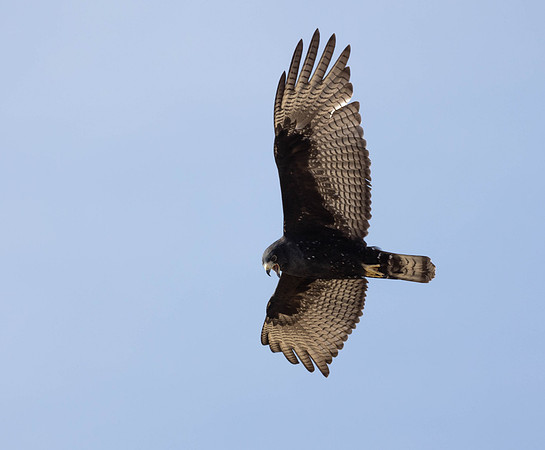 Zone Tailed Hawk #1a
