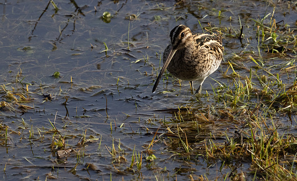 Common Snipe #3
