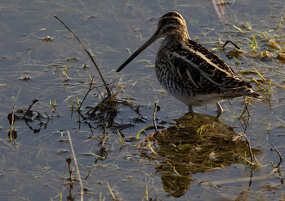 Common Snipe #2