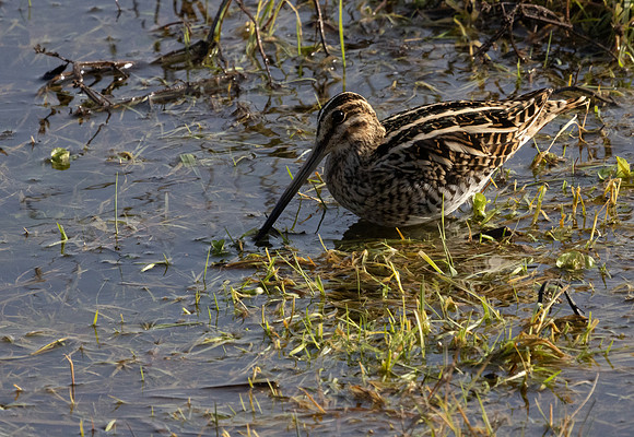 Common Snipe #1a