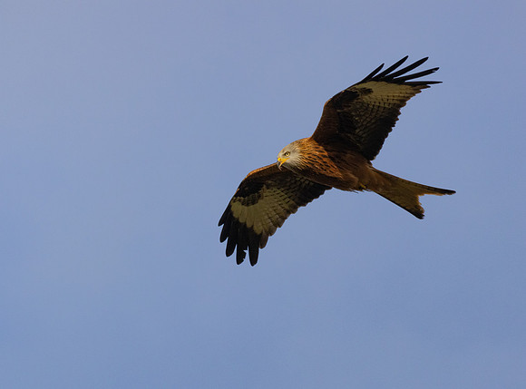 Red Kite #1