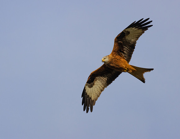 Red Kite #2