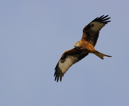 Red Kite #3