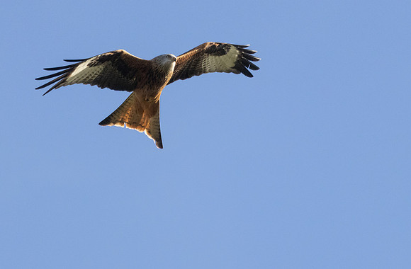 Red Kite #6