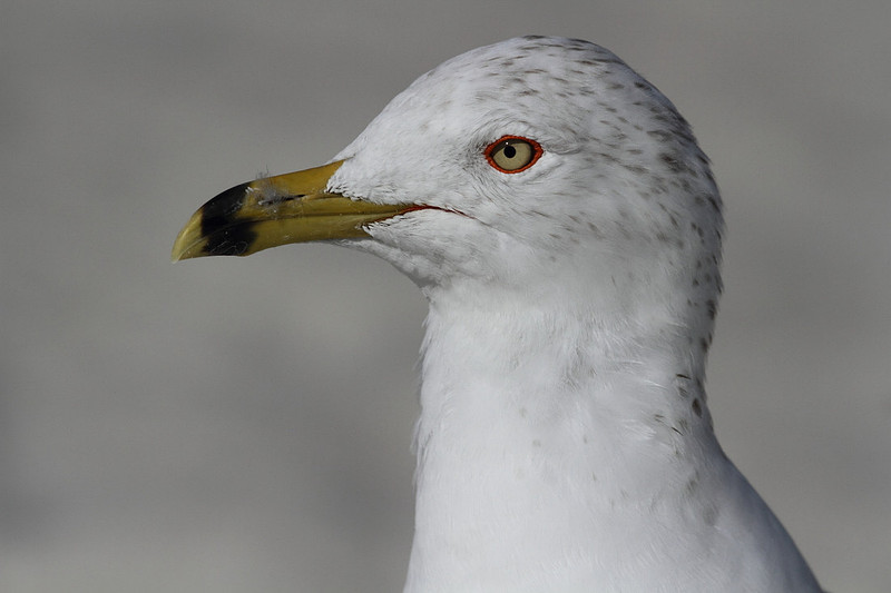 Ring Billed Gull